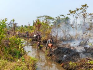 ​Lahan Gambut 2 Hektare Terbakar di Nabire, Lanal dan Warga Bahu-Membahu Padamkan Api